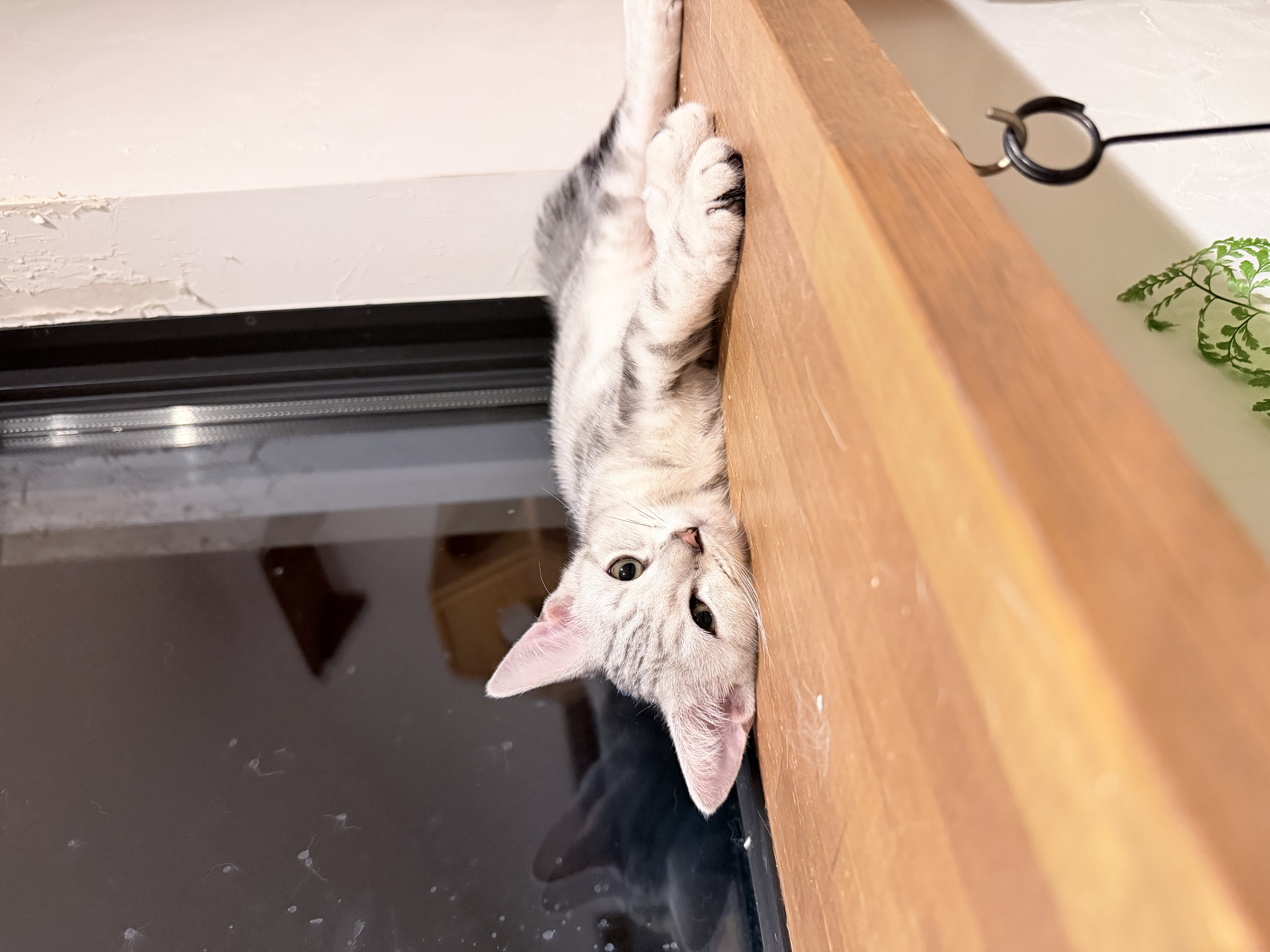 ミユ