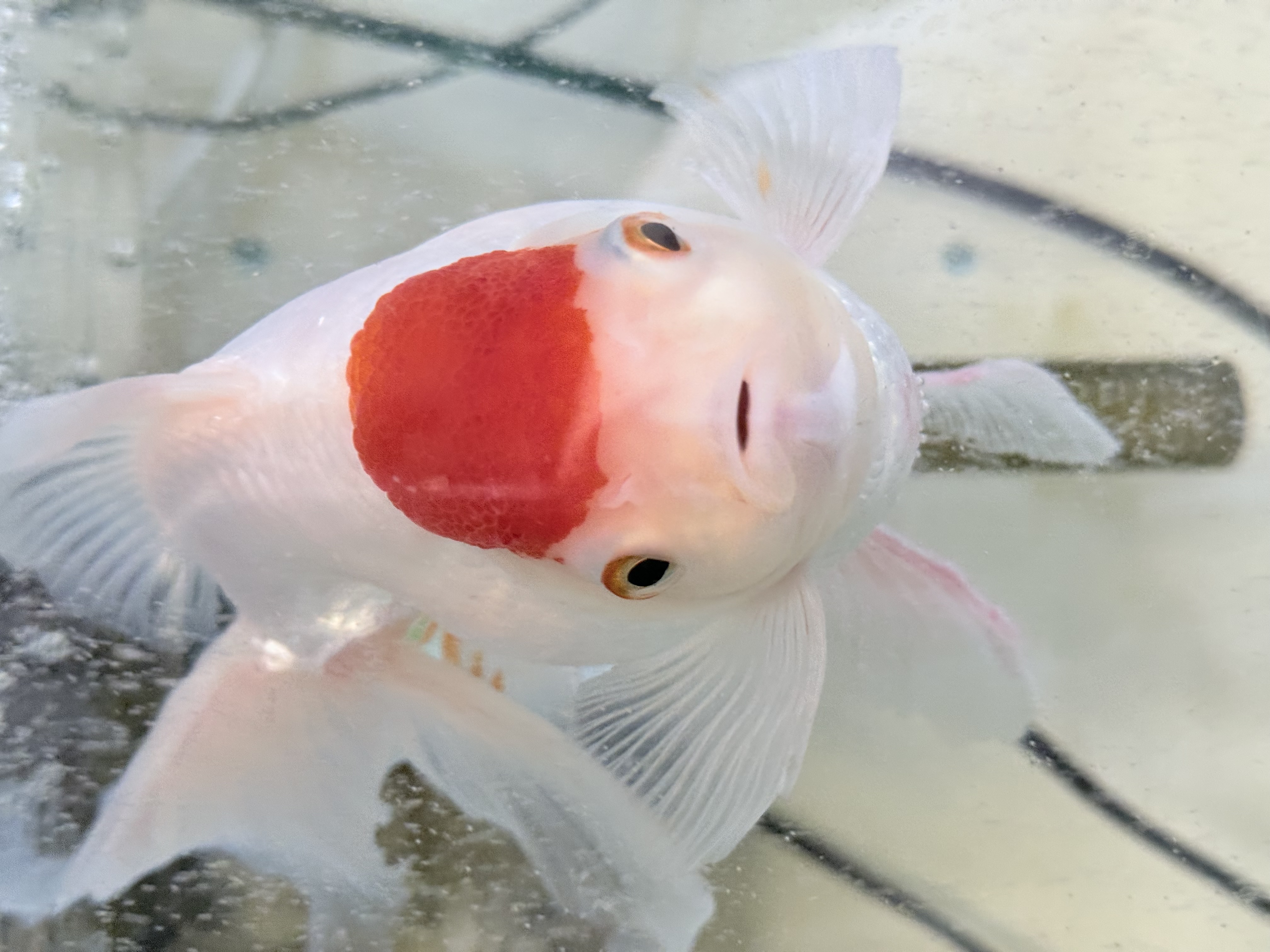 濱本 晴日